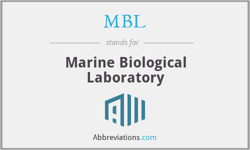 what-does-mbl-stand-for
