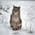 Bob Cat