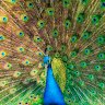peacock_g