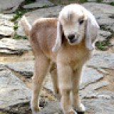 tenley_e tenley_e