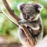 xanthe_g xanthe_g