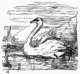 swan-swam-over-the-sea